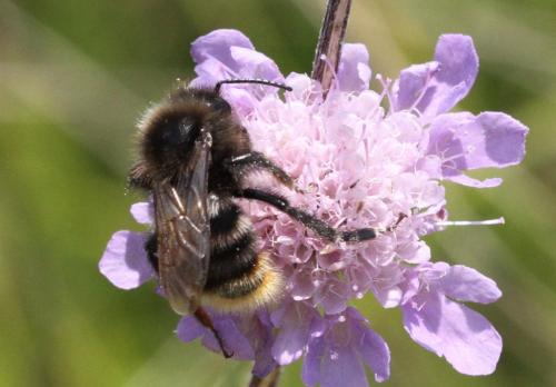 Bombus sp.